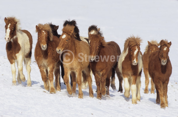 Sabine Stuewer Tierfoto -  ID185564 Stichwörter zum Bild: Pferde, Isländer, Fohlen, Gruppe, Schnee, Sonne, Winter, Totale, Bewegung, Querformat