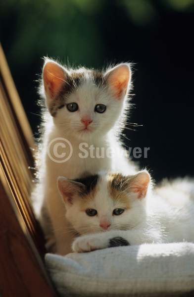 Sabine Stuewer Tierfoto -  ID196163 Stichwörter zum Bild: Katzen, Europäisch Kurzhaar, Welpe, Paar, Abendstimmung, Gegenlicht, liegen, sitzen, Hochformat