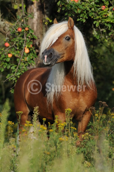Sabine Stuewer Tierfoto -  ID250805 Stichwörter zum Bild: Hochformat, Pony, Sommer, Blumen, wiehern, stehen, einzeln, Hengst, Haflinger, Pferde, lange Mähne