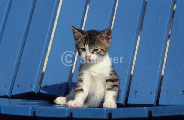 Sabine Stuewer Tierfoto -  ID263343 Stichwörter zum Bild: Katzen, Europäisch Kurzhaar, Welpe, einzeln, weiß getigert, Sonne, Querformat