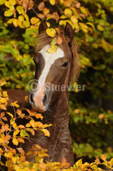 Sabine Stuewer Tierfoto -  ID283955 Stichwörter zum Bild: Hochformat, Pony, Portrait, Herbst, Wald, einzeln, Fuchs, Fohlen, Welsh Cob, Pferde