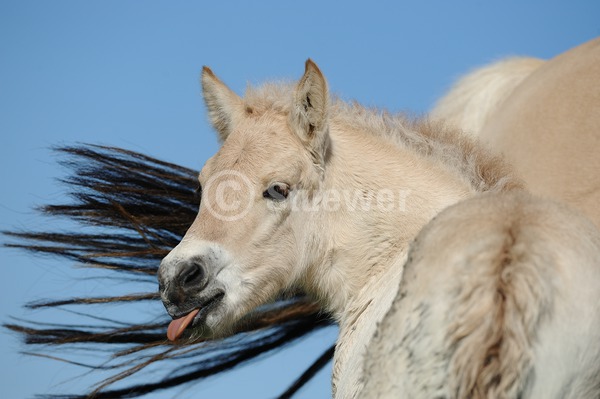 Sabine Stuewer Tierfoto -  ID306190 Stichwörter zum Bild: Humor, Portrait, Frühjahr, Himmel, lecken, Fohlen, Norweger, Pferde, Pony, Querformat