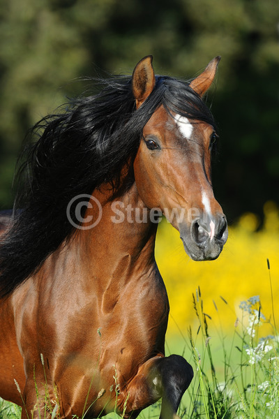 Sabine Stuewer Tierfoto - equestrian photography - portraits