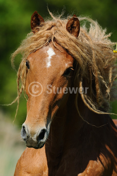 Sabine Stuewer Tierfoto -  ID380396 Stichwörter zum Bild: Hochformat, Bewegung, Portrait, einzeln, Fuchs, Stute, Curly Horse, Pferde