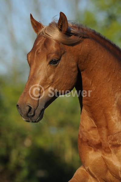 Sabine Stuewer Tierfoto -  ID424806 Stichwörter zum Bild: Hochformat, Bewegung, Portrait, Frühjahr, einzeln, Fuchs, Hengst, Quarter Horse, Pferde