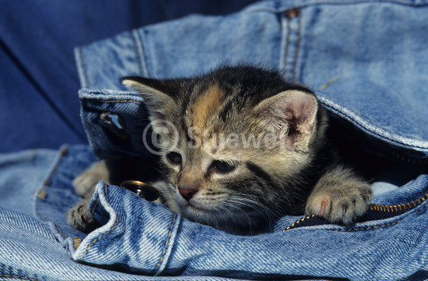 Sabine Stuewer Tierfoto -  ID459296 Stichwörter zum Bild: Katzen, Europäisch Kurzhaar, Welpe, einzeln, getigert, grau getigert, Jeans, Sonne, liegen, Querformat