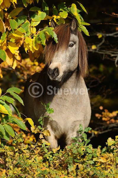 Sabine Stuewer Tierfoto -  ID503109 Stichwörter zum Bild: Hochformat, Pony, Herbst, Wald, stehen, einzeln, Falbe, Stute, Isländer, Pferde