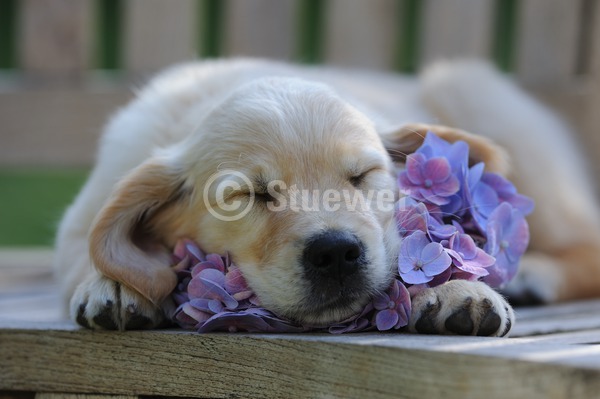 Sabine Stuewer Tierfoto -  ID615225 Stichwörter zum Bild: Querformat, schlafen, liegen, Gegenlicht, Blumen, Bank, einzeln, beige, Welpe, Golden Retriever, Hunde