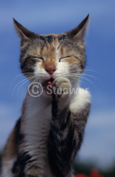 Sabine Stuewer Tierfoto -  ID669262 Stichwörter zum Bild: Katzen, Europäisch Kurzhaar, Katze, einzeln, dreifarbig, Himmel, Sommer, Sonne, Portrait, putzen, Hochformat, lecken