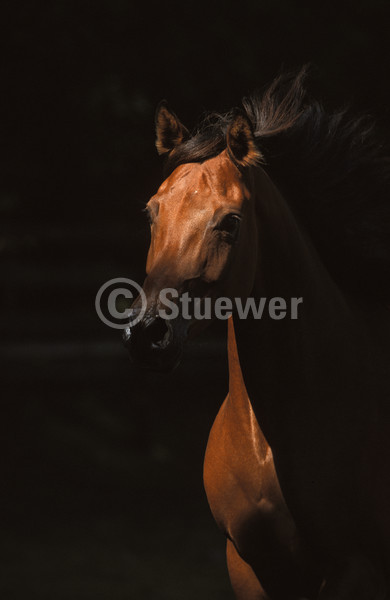 Sabine Stuewer Tierfoto -  ID705743 Stichwörter zum Bild: Pferde, Portrait, einzeln, Brauner, Hochformat, Stute, Araber, Bewegung, Dynamik, Vollblut, dunkler Hintergrund