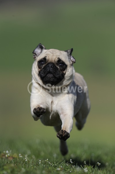 Sabine Stuewer Tierfoto -  ID755568 Stichwörter zum Bild: Hochformat, rennen, Totale, Wiese, einzeln, Hündin, Mops, Hunde