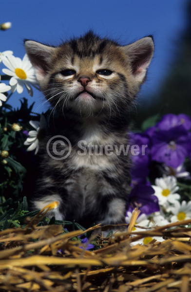 Sabine Stuewer Tierfoto -  ID860780 Stichwörter zum Bild: Katzen, Europäisch Kurzhaar, Welpe, einzeln, getigert, grau getigert, Blumen, Himmel, Stroh, Sonne, Totale, sitzen, Hochformat