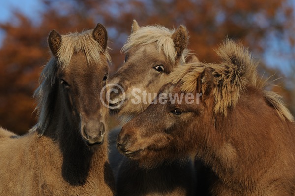 Sabine Stuewer Tierfoto -  ID104372 Stichwörter zum Bild: Querformat, Pony, Freundschaft, Portrait, Herbst, schmusen, Gruppe, Fohlen, Isländer, Pferde