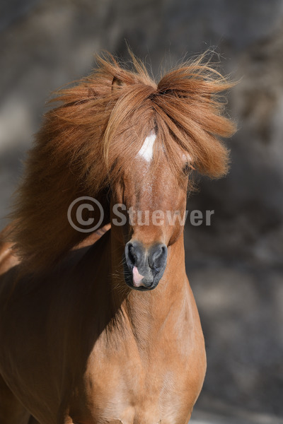 Sabine Stuewer Tierfoto -  ID150935 keywords for this image: long mane, portrait format, gaited horses, movement, portrait, sand, single, sorrel chestnut, stallion, Icelandic Horse, Horses