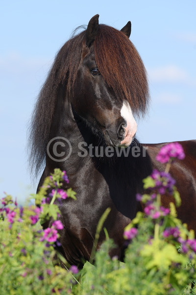 Sabine Stuewer Tierfoto -  ID168119 Stichwörter zum Bild: lange Mähne, Hochformat, Gangpferde, Portrait, Sommer, Himmel, Blumen, einzeln, Rappe, Hengst, Isländer, Pferde