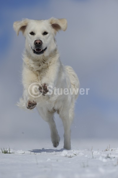 Sabine Stuewer Tierfoto -  ID197436 Stichwörter zum Bild: Hochformat, rennen, laufen, Totale, Winter, Schnee, Himmel, einzeln, beige, Hündin, Golden Retriever, Hunde