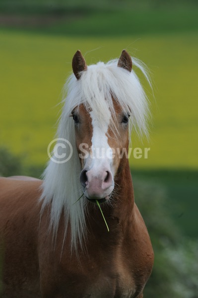 Sabine Stuewer Tierfoto -  ID213041 Stichwörter zum Bild: Hochformat, Pony, Portrait, Frühjahr, einzeln, Junghengst, Haflinger, Pferde