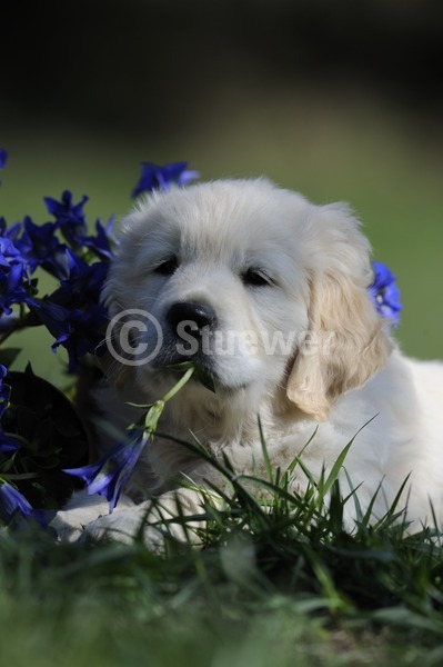 Sabine Stuewer Tierfoto -  ID254556 Stichwörter zum Bild: Hochformat, knabbern, Frühjahr, Blumen, einzeln, beige, Welpe, Golden Retriever, Hunde