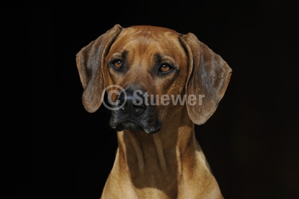 Sabine Stuewer Tierfoto -  ID274419 Stichwörter zum Bild: Querformat, Portrait, dunkler Hintergrund, einzeln, rotbraun, Hündin, Rhodesian Ridgeback, Hunde