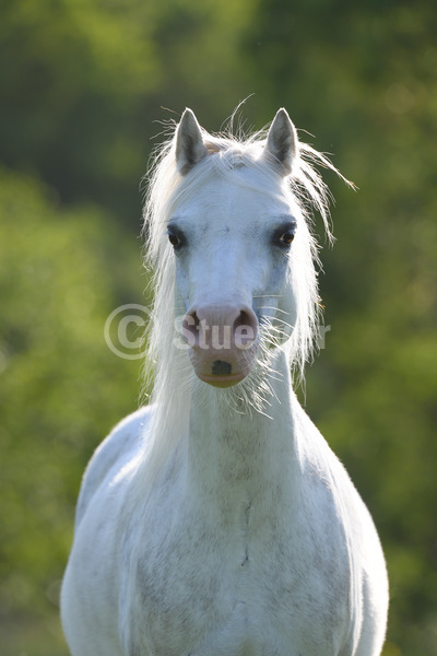Sabine Stuewer Tierfoto -  ID295707 Stichwörter zum Bild: Hochformat, Pony, Portrait, Gegenlicht, Frühjahr, einzeln, Schimmel, Stute, Welsh A, Pferde