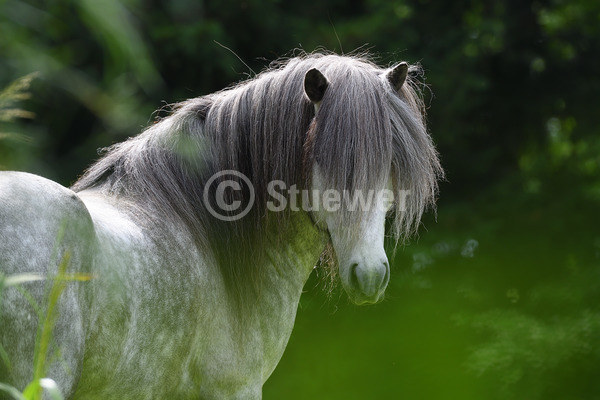 Sabine Stuewer Tierfoto -  ID305761 Stichwörter zum Bild: Querformat, Gangpferde, Portrait, Sommer, Gegenlicht, einzeln, Schimmel, Apfelschimmel, Hengst, Isländer, Pferde, lange Mähne