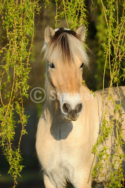 Sabine Stuewer Tierfoto -  ID336854 Stichwörter zum Bild: Hochformat, Pony, Portrait, Frühjahr, Baum, einzeln, Falbe, Stute, Norweger, Pferde