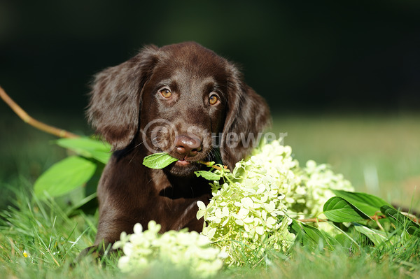 Sabine Stuewer Tierfoto -  ID374429 Stichwörter zum Bild: Querformat, liegen, knabbern, Sommer, Blüten, einzeln, braun, Welpe, Flat coated Retriever, Hunde