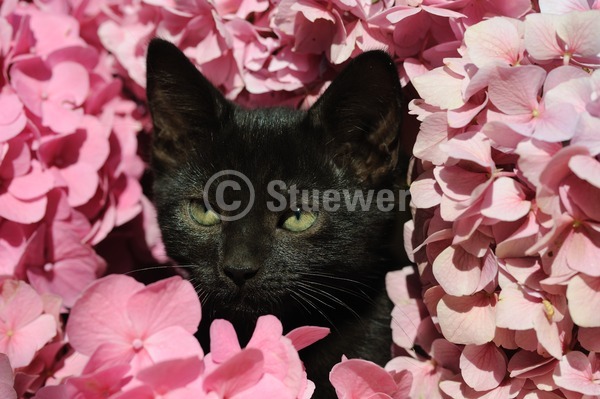 Sabine Stuewer Tierfoto -  ID374988 Stichwörter zum Bild: Querformat, Portrait, Sonne, Sommer, Blumen, schwarz, einzeln, Welpe, Europäisch Kurzhaar, Katzen