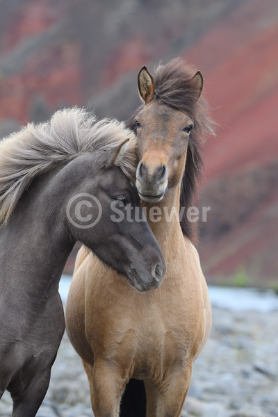 Sabine Stuewer Tierfoto -  ID404762 Stichwörter zum Bild: Island, Hochformat, Gangpferde, Freundschaft, Portrait, Fels, Paar, Stute, Isländer, Pferde