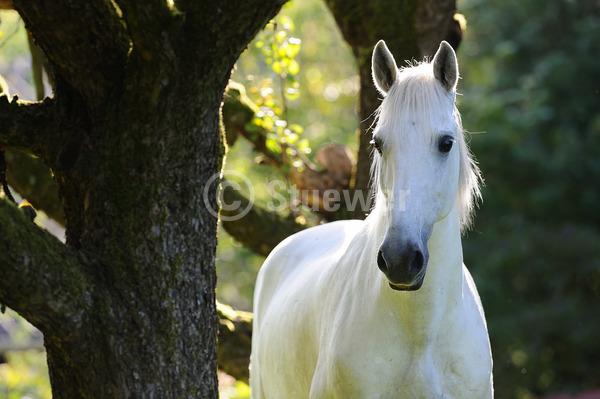 Sabine Stuewer Tierfoto -  ID415801 Stichwörter zum Bild: Querformat, Barockpferde, Portrait, Sommer, Gegenlicht, Baum, einzeln, Schimmel, Wallach, Lusitano, Pferde
