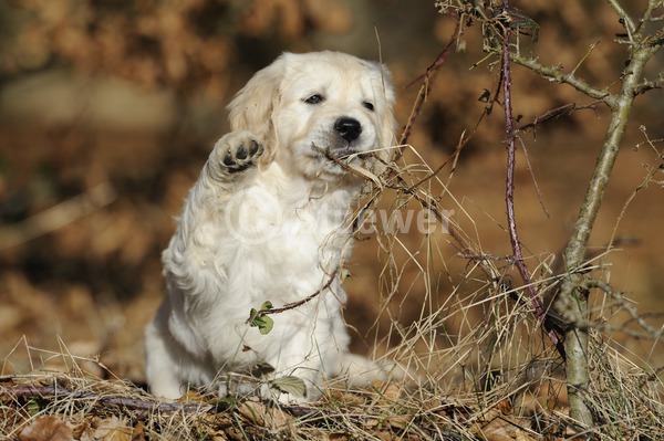 Sabine Stuewer Tierfoto -  ID452875 Stichwörter zum Bild: Querformat, sitzen, knabbern, Wald, einzeln, beige, Welpe, Golden Retriever, Hunde