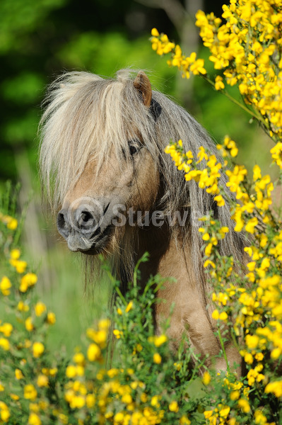 Sabine Stuewer Tierfoto -  ID473399 Stichwörter zum Bild: lange Mähne, Hochformat, Pony, Portrait, Frühjahr, Blüten, einzeln, Falbe, Hengst, Mini-Shetlandpony, Pferde