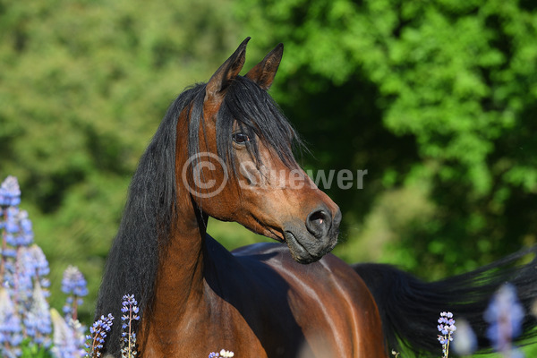 Sabine Stuewer Tierfoto - equestrian photography - portraits