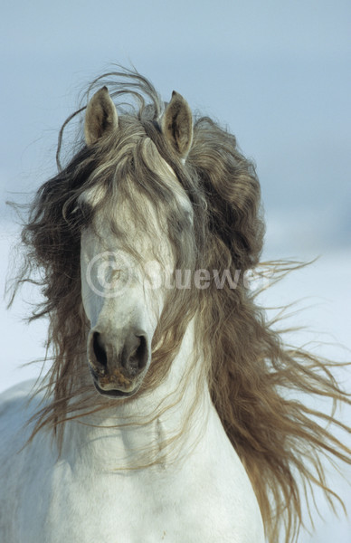 Sabine Stuewer Tierfoto -  ID496281 Stichwörter zum Bild: Pferde, Andalusier, Hengst, Schimmel, einzeln, Himmel, Sonne, Winter, Portrait, Barockpferde, Bewegung, Hochformat, lange Mähne