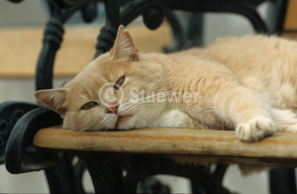 Sabine Stuewer Tierfoto -  ID521197 Stichwörter zum Bild: Katzen, Europäisch Kurzhaar, Kater, einzeln, rot, rot getigert, liegen, Querformat