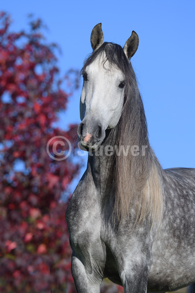 Sabine Stuewer Tierfoto -  ID521360 Stichwörter zum Bild: lange Mähne, Hochformat, Barockpferde, Portrait, Herbst, einzeln, Schimmel, Apfelschimmel, Wallach, Lusitano, Pferde