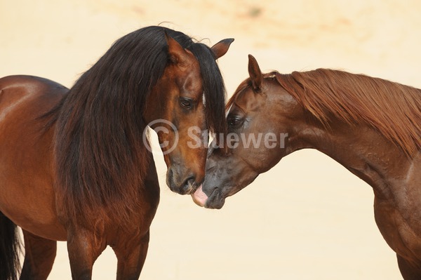 Sabine Stuewer Tierfoto -  ID534330 Stichwörter zum Bild: Berber, Pferde, Hengst, Paar, beschnuppern, schmusen, Sommer, Portrait, Freundschaft, Querformat, Tunesien