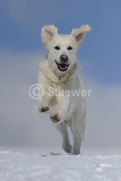 Sabine Stuewer Tierfoto -  ID543962 Stichwörter zum Bild: Hochformat, rennen, Winter, Schnee, Himmel, einzeln, beige, Hündin, Golden Retriever, Hunde