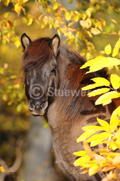 Sabine Stuewer Tierfoto -  ID595496 Stichwörter zum Bild: Hochformat, Pony, Portrait, Herbst, einzeln, Falbe, Stute, Isländer, Pferde