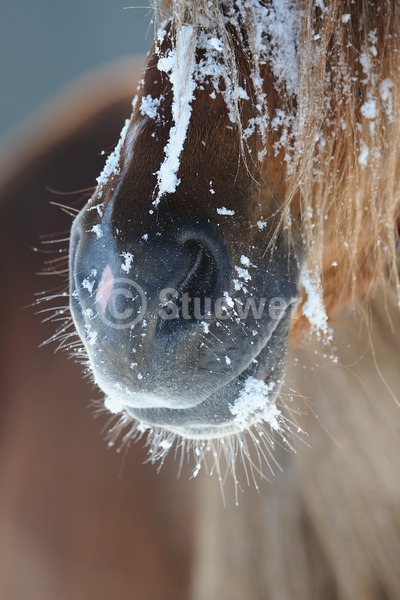 Sabine Stuewer Tierfoto -  ID735769 Stichwörter zum Bild: Hochformat, Robustpferde, Winter, Schnee, Nüster, Maul, Pferde