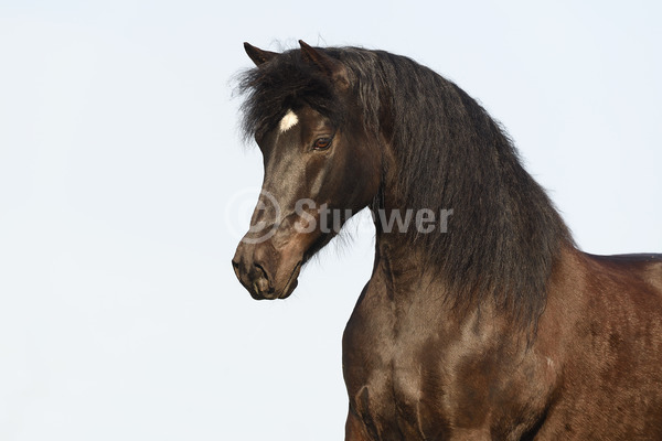Sabine Stuewer Tierfoto -  ID750193 Stichwörter zum Bild: Querformat, Portrait, Himmel, einzeln, Rappe, Stute, Morgan Horse, Pferde
