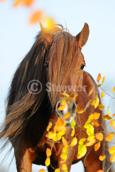 Sabine Stuewer Tierfoto -  ID762108 Stichwörter zum Bild: lange Mähne, Hochformat, Gangpferde, Portrait, Herbst, Himmel, einzeln, Fuchs, Hengst, Paso Peruano, Pferde