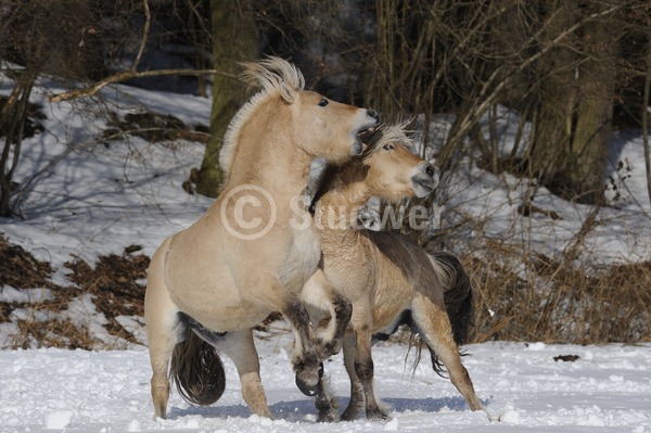 Sabine Stuewer Tierfoto -  ID763320 Stichwörter zum Bild: Querformat, Pony, Bewegung, Winter, Schnee, spielen, kämpfen, beißen, Paar, Hengst, Norweger, Pferde