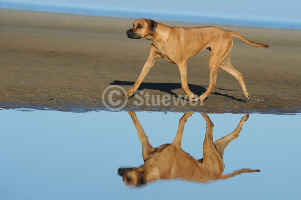 Sabine Stuewer Tierfoto -  ID800119 Stichwörter zum Bild: Querformat, laufen, Sommer, Wasser, Strand, einzeln, rotbraun, Hündin, Rhodesian Ridgeback, Hunde
