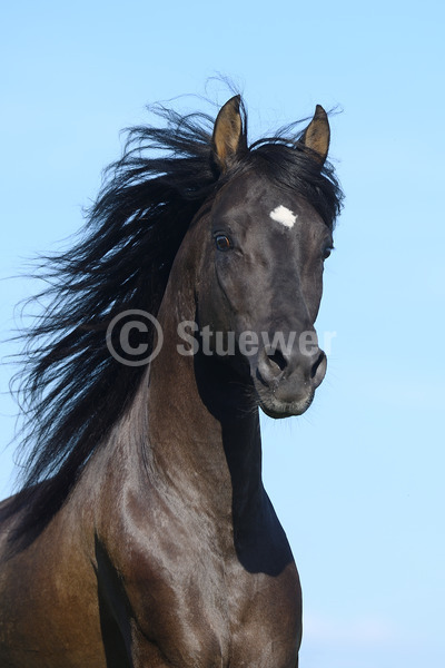 Sabine Stuewer Tierfoto - equestrian photography - portraits