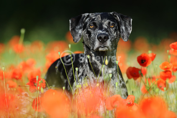 Sabine Stuewer Tierfoto -  ID845195 Stichwörter zum Bild: Querformat, stehen, Sommer, Blumen, einzeln, blue merle, Rüde, Catahoula Leopard Dog, Hunde