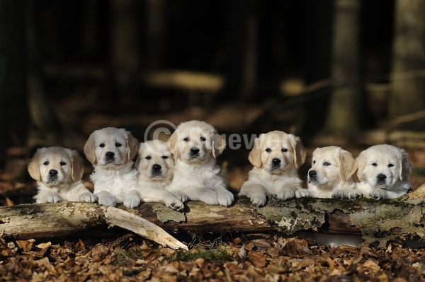 Sabine Stuewer Tierfoto -  ID845609 Stichwörter zum Bild: Querformat, Wald, Baumstamm, Gruppe, beige, Welpe, Golden Retriever, Hunde