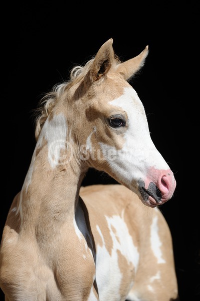 Sabine Stuewer Tierfoto -  ID854522 Stichwörter zum Bild: Hochformat, Portrait, dunkler Hintergrund, einzeln, Schecke, Fohlen, Pinto-Araber, Pferde