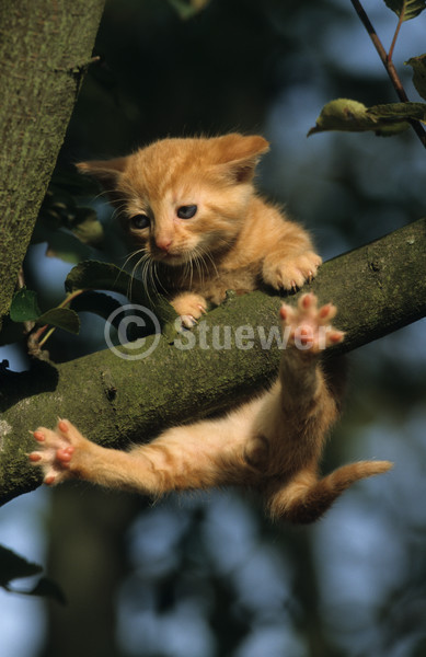 Sabine Stuewer Tierfoto -  ID937856 Stichwörter zum Bild: Katzen, Europäisch Kurzhaar, Welpe, einzeln, rot, rot getigert, Baum, klettern, Hochformat