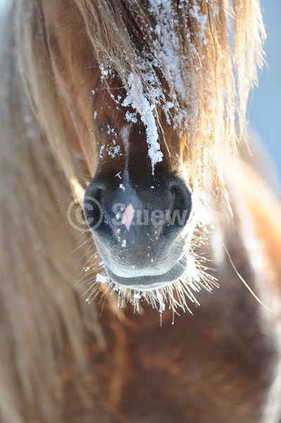 Sabine Stuewer Tierfoto -  ID962298 Stichwörter zum Bild: Hochformat, Robustpferde, Winter, Schnee, Nüster, Maul, Pferde